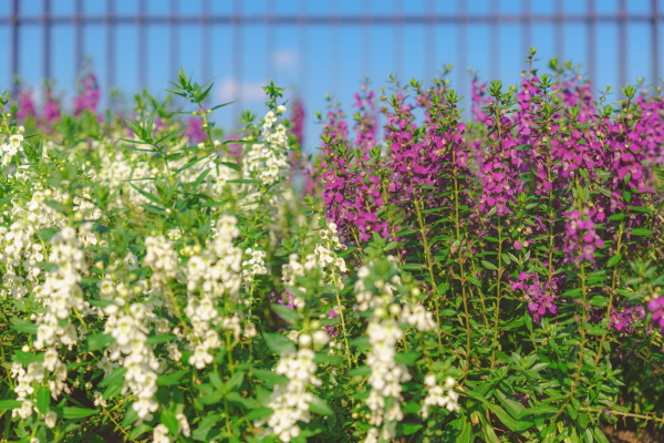 Angelonia Plant Care Guide Plants BTW