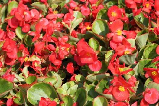 Wax Begonia Plant Care Guide Plants BTW