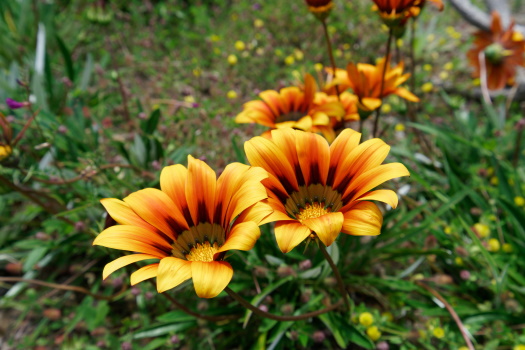 Gazania Treasure Flower Plant Care Guide Plants Btw