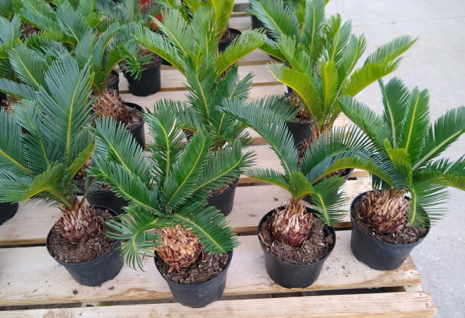 How To Grow Sago Palm Cycas Revoluta Care Guide