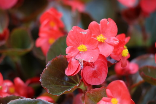 Wax Begonia: Plant Care Guide - Plants BTW