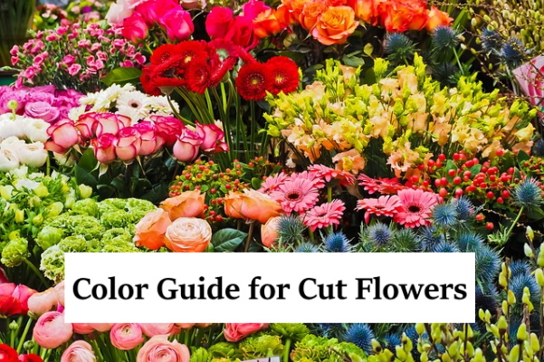 Cut Flowers color chart