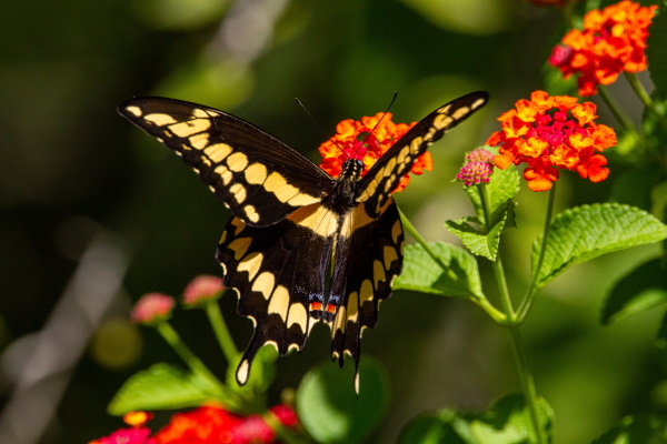 Lantana: Plant Care Guide - Plants BTW