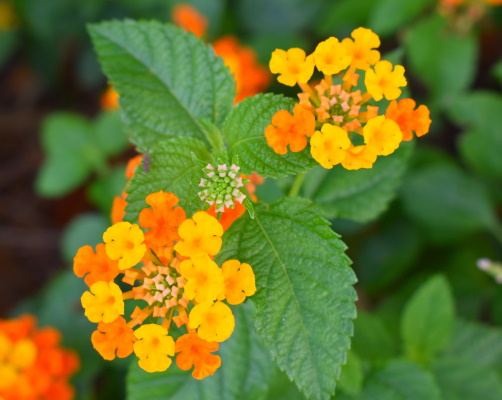 Lantana: Plant Care Guide - Plants BTW