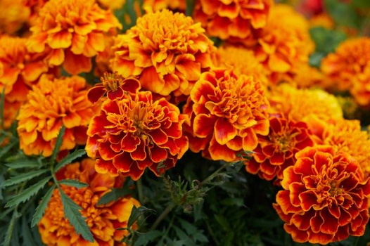 Marigold: Plant Care Guide - Plants BTW