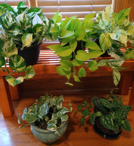 Pothos - How to Grow and Care for Pothos